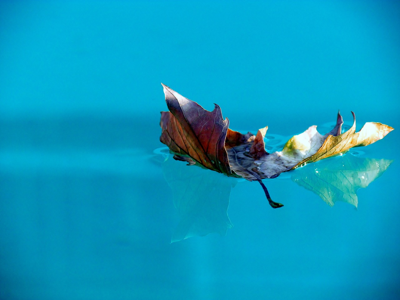 foglia autunnale in piscina